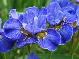 Wild spring leaf wildflower isolated. Transplanting Iris Tips For Dividing Iris Plants