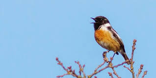 Cet oiseaux est complètement nocturne, ce qui signifie qu'il doit la journée et qu'une grande partie de son activité est réalisée la nuit. Les Chants D Oiseaux Comment Les Reconnaitre