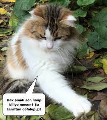 kedi sahiplerine bu cumleleri kurmayin icimdeki kedi