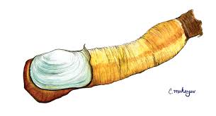 Image result for geoduck