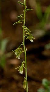 Image result for Eulophia norlindhii