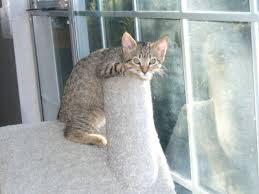 Serves costa mesa, ca 11 years in business. Fur Out Pet Sitting Service Expert Pet Sitting In Huntington Beach