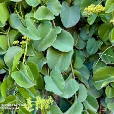 Image result for Cissus cornifolia