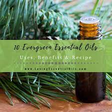 Black spruce has a fresh clean scent with sweet woodsy earthy tones. Top 10 Evergreen Essential Oils Uses Benefits Diffuser Blends