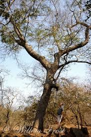 Image result for Brachystegia utilis