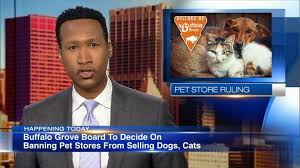 Pet shop near me cats for sale. Buffalo Grove Bans The Retail Sale Of Dogs Cats Rabbits At Pet Stores Abc7 Chicago