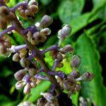 Image result for Palisota ambigua