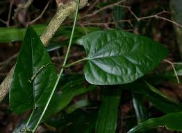 Image result for Adenia rumicifolia