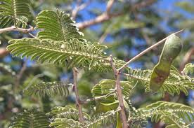 Image result for Acacia fleckii