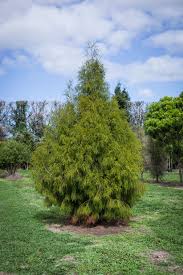 Image result for Dacrydium cupressinum