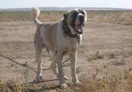 alabas kangal