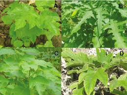 Image result for Broussonetia