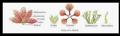 Each individual member of this whorl is called petal. What Is A Flower Describe The Parts Of A Typical Angiosperm Flower
