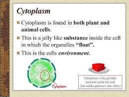 We did not find results for: Cells 6th Grade Science Ppt Video Online Download