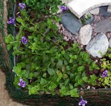 Image result for Lindernia monroi