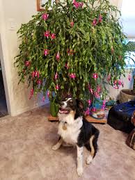 We had a big red christmas cactus when i was a kid. Here S The Giant Christmas Cactus In Bloom Last Christmas Dug Up A Picture Complete With Dog Tax Succulents