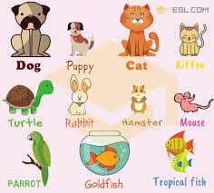 pet names list of pets types of pets with pictures 7 e s l