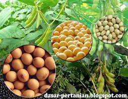 Penanaman varietas kedelai yang tahan terhadap serangan aphis sp., misalnya varietas orba dan wilis. Inilah Varietas Unggul Kedelai Lokal Yang Banyak Di Budidayakan Di Indonesia