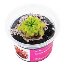 Image result for Drosera natalensis