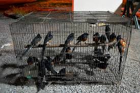 Murai batu merupakan salah satu jenis burung kicau yang banyak dipelihara di indonesia. Bernama Perhilitan Johor Gagalkan Cubaan Seludup Keluar 260 Burung Murai Batu