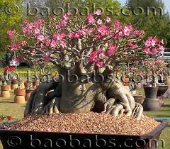 Image result for Adenium