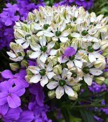 We did not find results for: Flower Power Healing Essences Of Flowers Shamanic Spirit