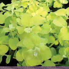 Image result for Helichrysum schimperi