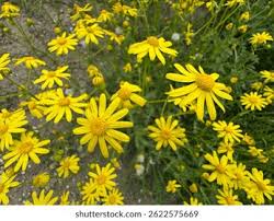 Image result for Senecio pachyrhizus