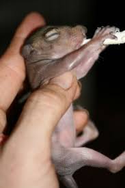 Photos Baby Squirrel Stages