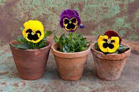 Whether you're looking to buy flowers and gifts like roses , orchids, gift baskets, bonsai trees, flowering plants or wedding bouquets, we have the highest quality blooms and the. Growing Pansies How To Plant Grow And Care For Pansy Flowers The Old Farmer S Almanac