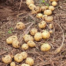 Image result for Solanum tuberosum