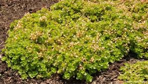 Image result for Crassula alsinoides