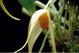 Image result for Bulbophyllum encephalodes