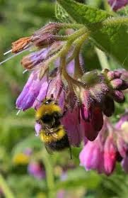 Check spelling or type a new query. Why Do Bees Visit Some Flowers Whilst Ignoring Others 6 Reasons