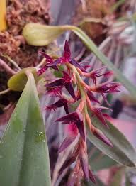 Image result for Bulbophyllum saltatorium