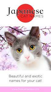 Pin On Cat Names