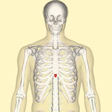 The direction of the air stream released from the lungs. Xiphoid Process Wikipedia