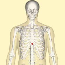 Moving during chest expansion to enable lung inflation. Xiphoid Process Wikipedia