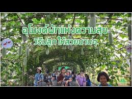 ชมเต มๆ อ โมงค ผ กท ยาวส ดๆ แถมว ธ ปล กให สวยนานๆ youtube 20 มกราคม มกราคม