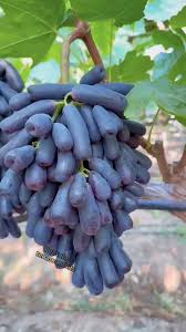 Jenis Anggur Moondrop: Buah Unik Tanpa Bijinya