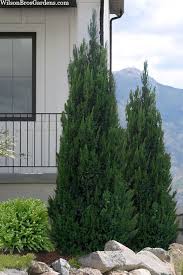 Image result for Juniperus