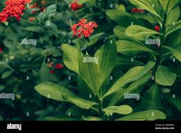 Image result for Euphorbia grantii