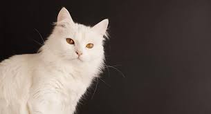 Turkish van turkish van in washington cats for sale in washington. Turkish Angora Cat Our Complete Breed Guide