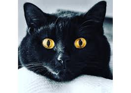Superstitions aside, cats are simply adorable, even black ones. 13 Of Our Favorite Black Cats On Instagram