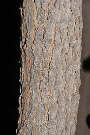 Chinese pistache trees are a favorite flowering tree for spectacular fall foliage! Virginia Tech Dendrology Fact Sheet