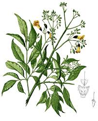 Image result for Stereospermum harmsianum