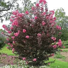 Image result for Craibia grandiflora