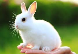 Photo gallery with animal pictures, photos and information about animals, including wildlife, photographed by professional photographer rolf hicker. Homepage