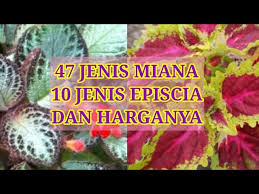 Nah, untuk program budidaya, sekitar 18 macam bunga anggrek yang biasa dibudidayakan. Jenis Jenis Bunga Miana Dan Episcia Youtube