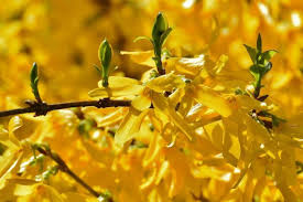 Fast Growing Forsythia Bushes Bring Summer Color To The Garden Forsythia Bush Forsythia Shrubs